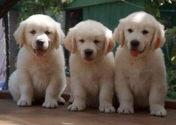 Puppy-shoppy-Pet-stores-Tirupati-Andhra-pradesh-2