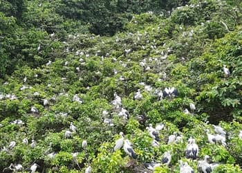 Raiganj-bird-sanctuary-Public-parks-Raiganj-West-bengal-2