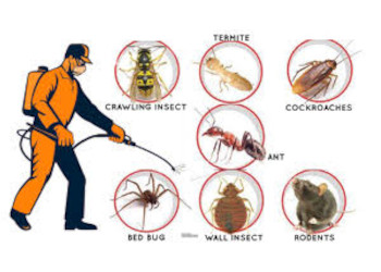 Ravi-pest-control-services-Pest-control-services-Ujjain-Madhya-pradesh-1