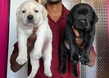 Rk-pet-world-shop-Pet-stores-Dhamtari-Chhattisgarh-2