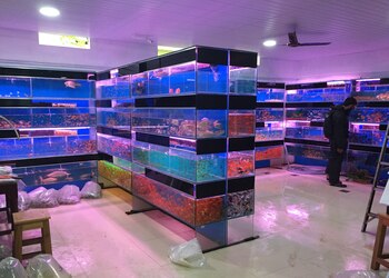 Safa-pet-centre-Pet-stores-Kozhikode-Kerala-2