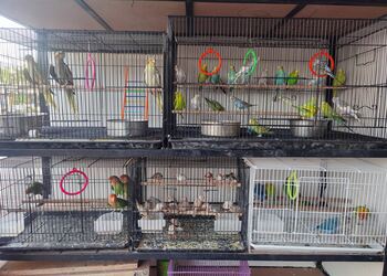 Samruddhi-pets-and-aquarium-Pet-stores-Aurangabad-Maharashtra-3