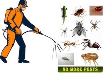 Sangeetha-pest-solutions-Pest-control-services-Electronic-city-bangalore-Karnataka-2