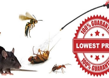 Serum-pest-control-services-Pest-control-services-Hampankatta-mangalore-Karnataka-2