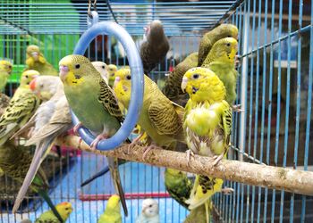 Srinidhi-aquatic-pet-world-Pet-stores-Ongole-Andhra-pradesh-2