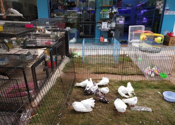 Star-pet-world-Pet-stores-Hyderabad-Telangana-3