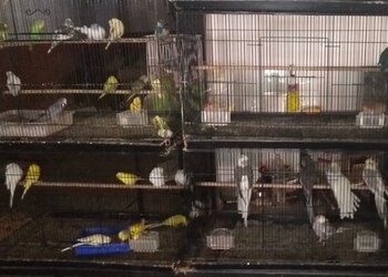 Sunrise-pets-shop-Pet-stores-Erode-Tamil-nadu-3