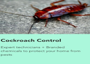 Termites-control-specialist-Pest-control-services-Whitefield-bangalore-Karnataka-1