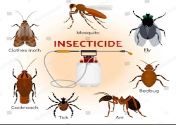 The-home-care-pest-solution-Pest-control-services-Model-town-ludhiana-Punjab-1