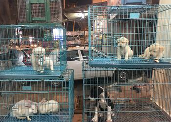 Tony-pet-shop-Pet-stores-Alagapuram-salem-Tamil-nadu-3